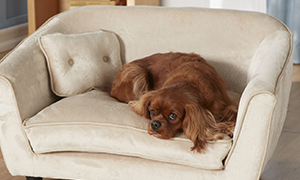 Pet Stain Removal